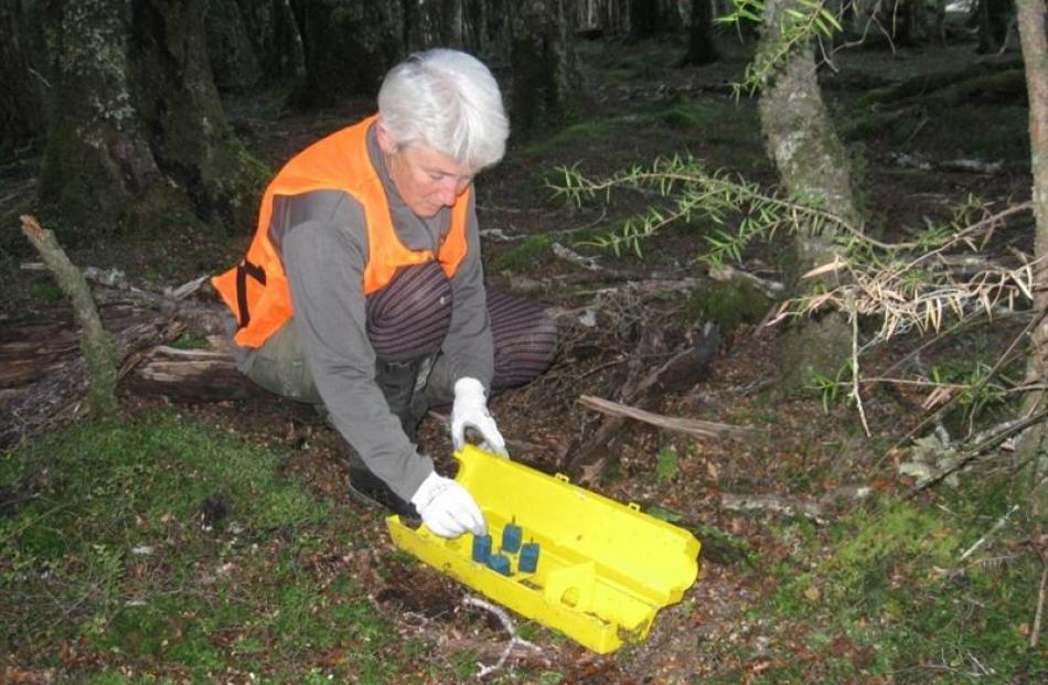 Doc Wakatipu bio-assets ranger Helen Clark sets up one of the 2200 bait stations for rats in the...