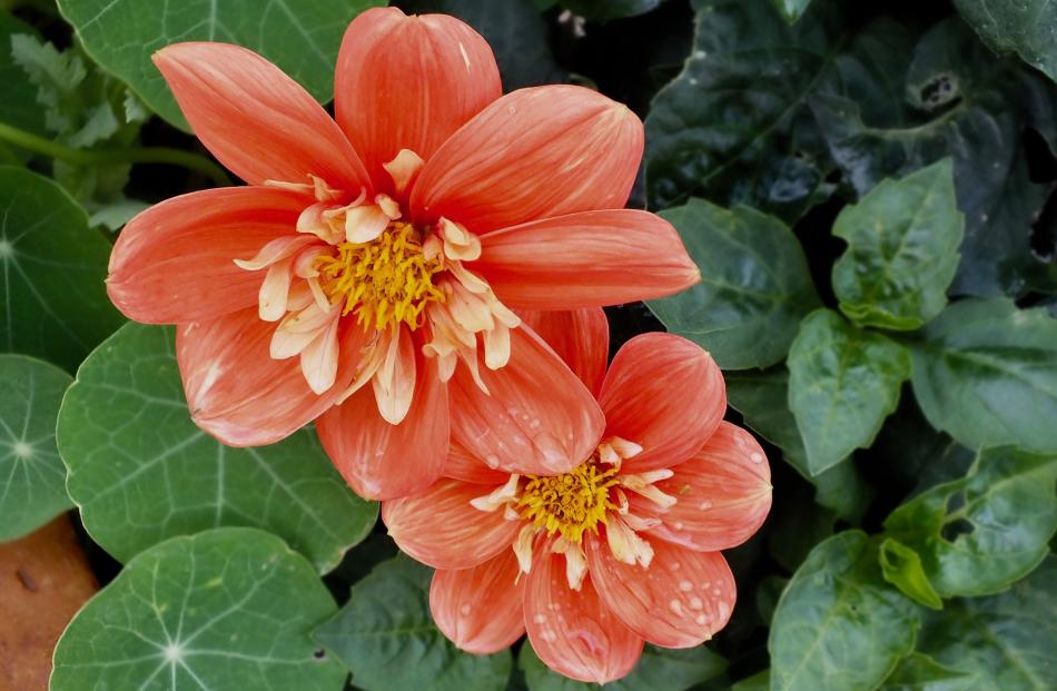 Dahlias keep blooming longer if dead flowers are removed.