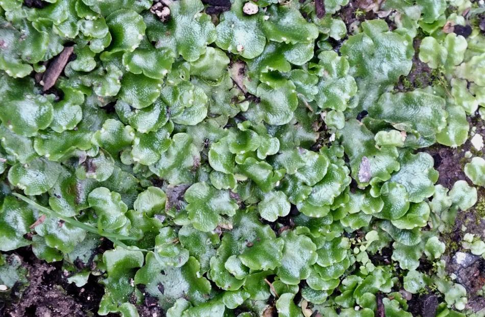 Liverwort on paths and other plant-free areas are easily killed with laundry powder.