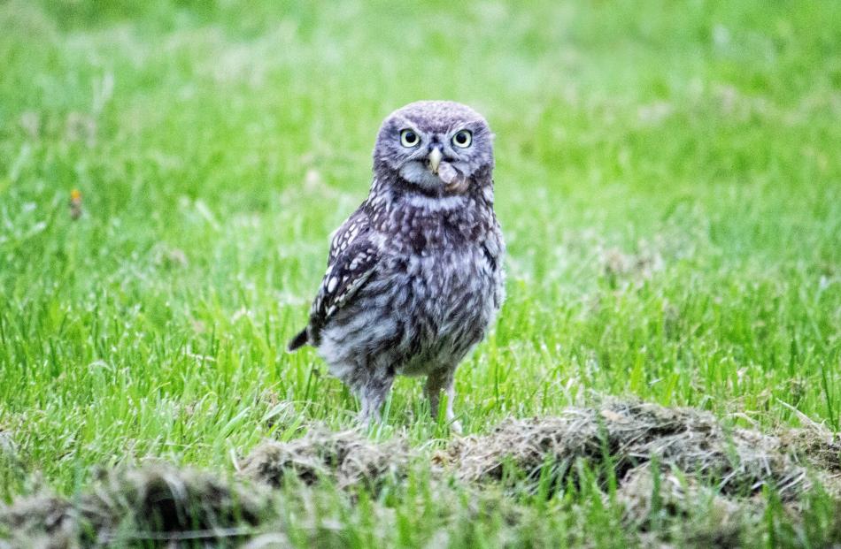 A little owl at a property south of Oamaru. PHOTO; TRACEY VICKERS PHOTOGRAPHY