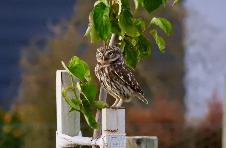 A little owl in Cromwell spotted by Otago Daily Times reader Leonie Robinson. PHOTO: LEONIE...