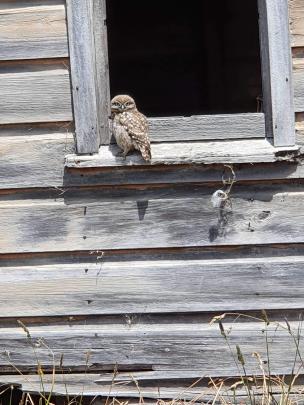 This little owl was recently seen at the window of an old barn at Hoopers Inlet. PHOTO: SUPPLIED

