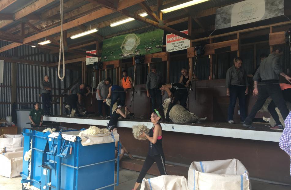 The speed shearing always draws a crowd at the Duvauchelle A&P Show.