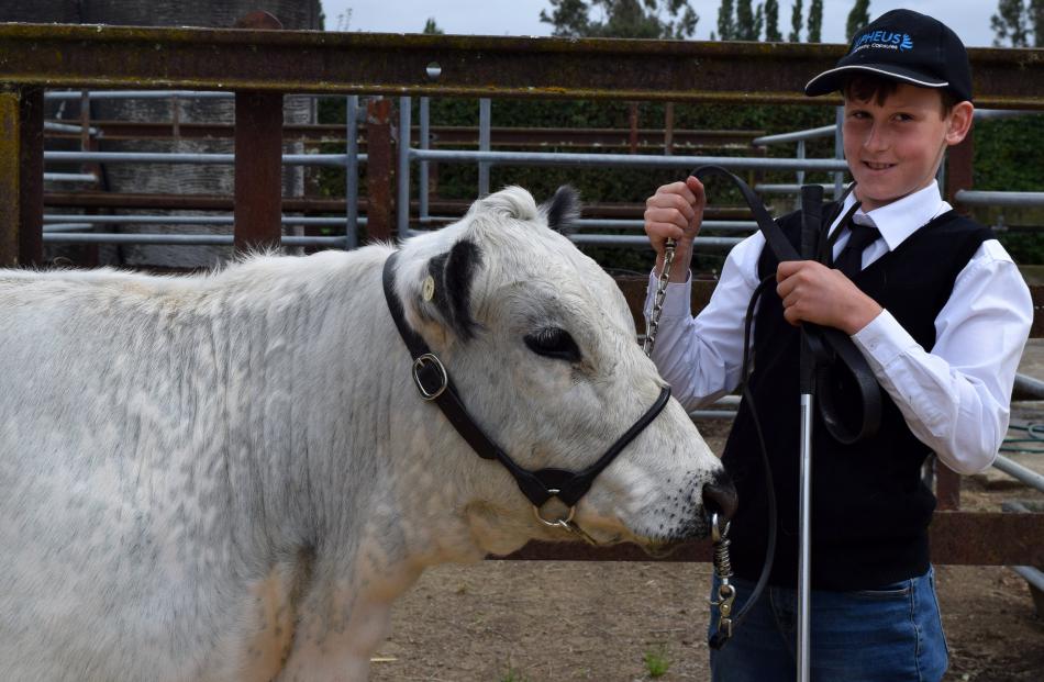Showing his Speckle Park heifer at the Otago Taieri A&P Show, in Mosgiel, on Saturday is Dustin...