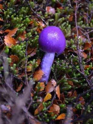 cortinarius porphyroideus. Photo: Emily Cannan