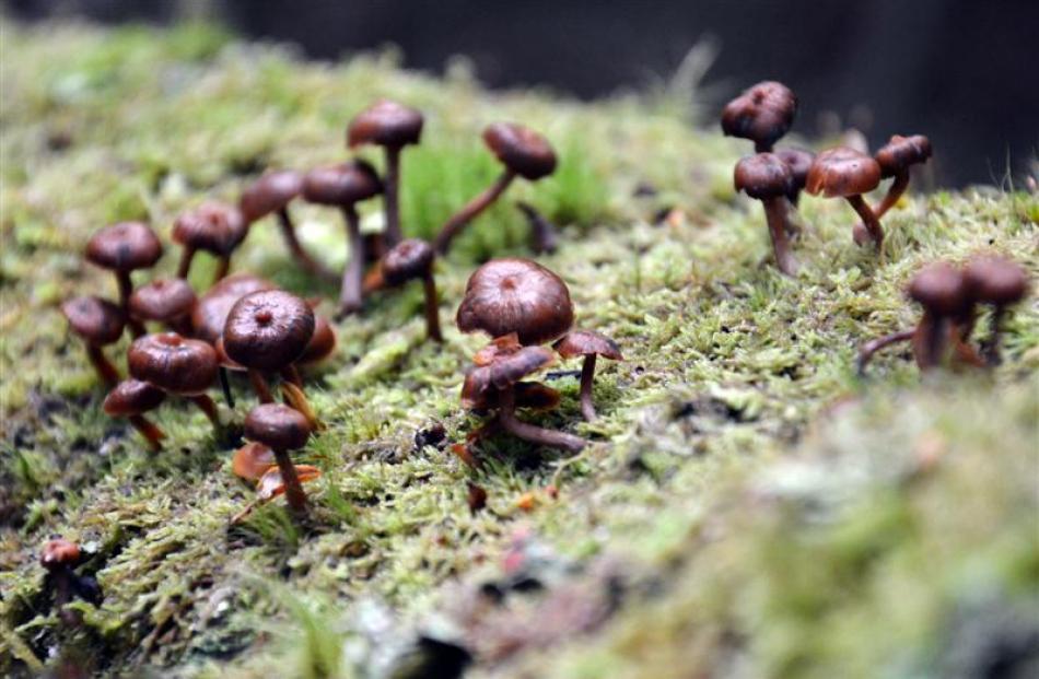 galerina. Photo: Emily Cannan