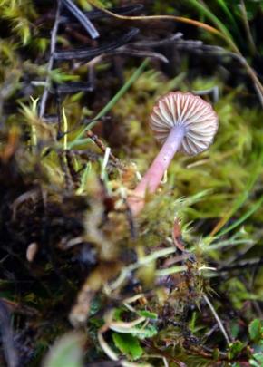 hygrophorus versicolor. Photo: Emily Cannan