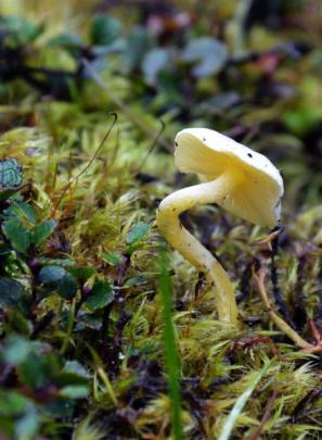 undescribed cortinarius. Photo: Emily Cannan