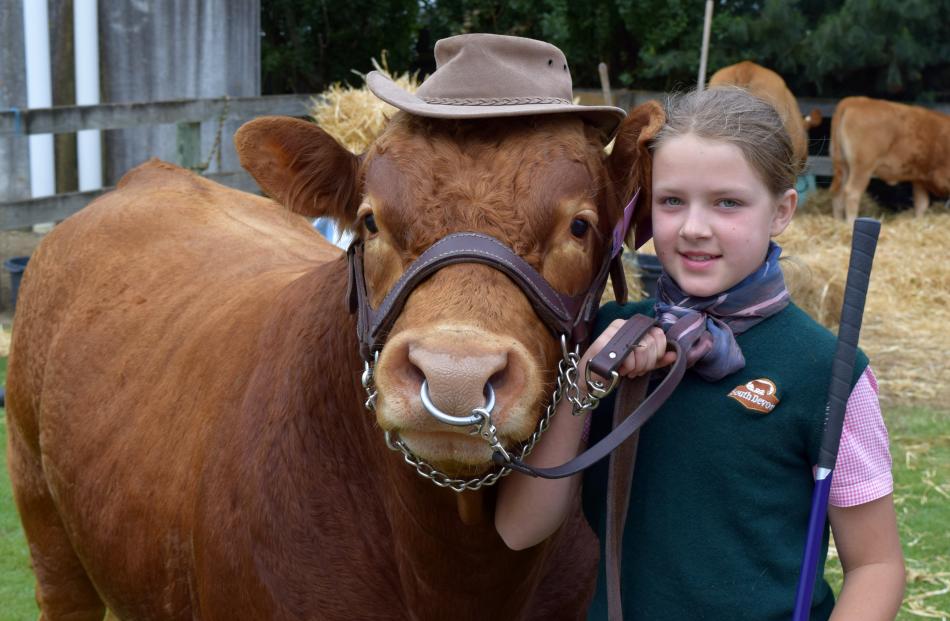 Showing her South Devon bull Earl is Ebony Eden (11), of Balfour.

