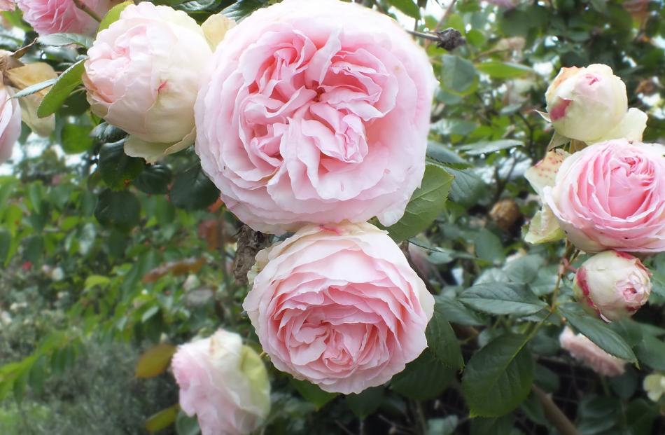 Fat flowers adorn a stunning climbing rose.