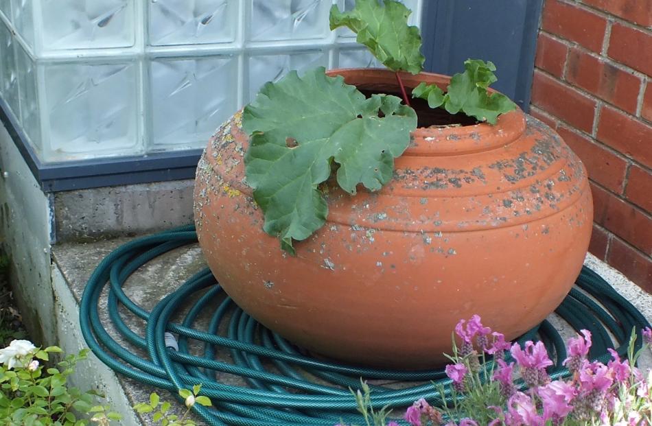 Rhubarb grows in a large pot. 
