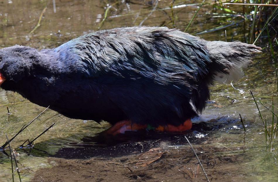 A pair of takahe, Nio and Orbell, relocated to Zealandia for their retirement following a...