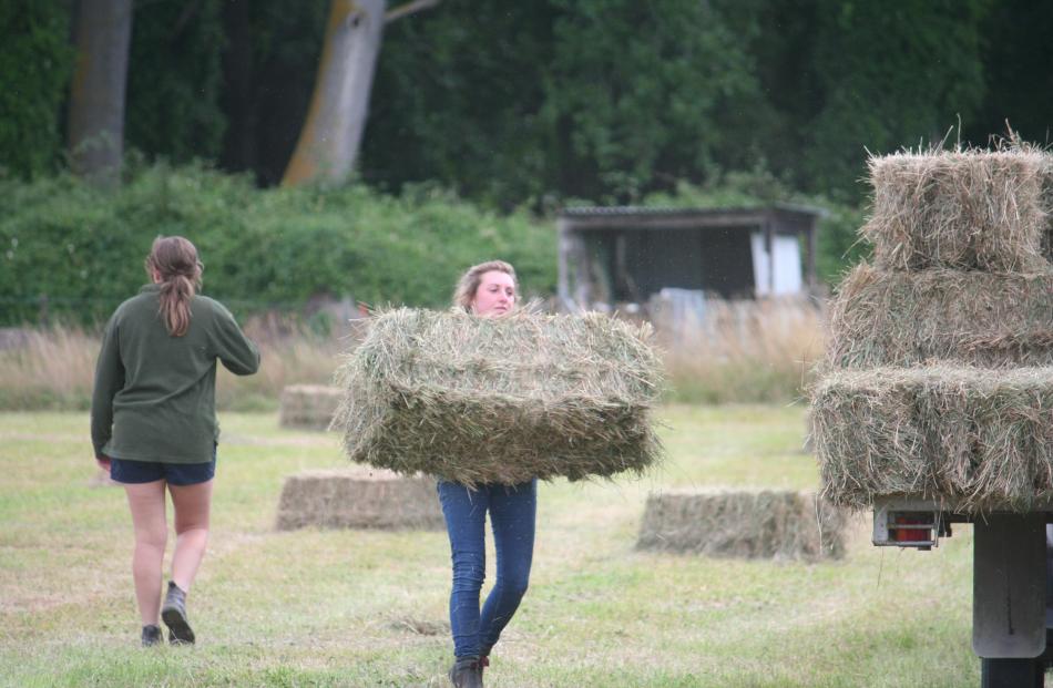 Hinds Young Farmers chairwoman Kate Maddy (centre) bale carting at Trevors Rd, on the outskirts...