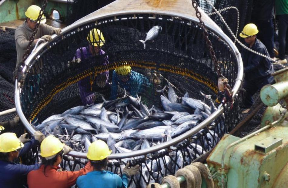 A haul of tuna is brought on deck.