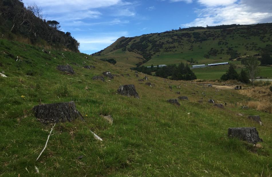 The forest block cleared by the McKenzies of the Catlins Mohua Park to establish a farmlet as...