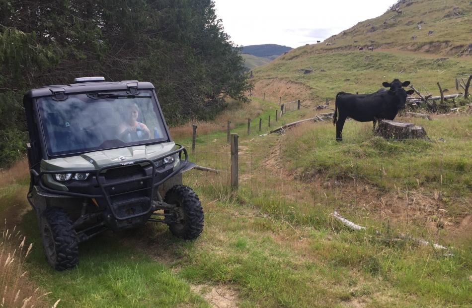 The Angus cattle at Lyndon and Gill McKenzie’s eco-tourism venture, the Catlins Mohua Park.

