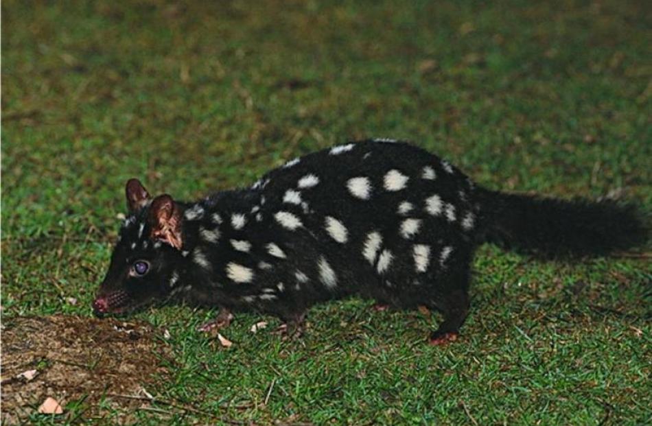 An eastern quoll.