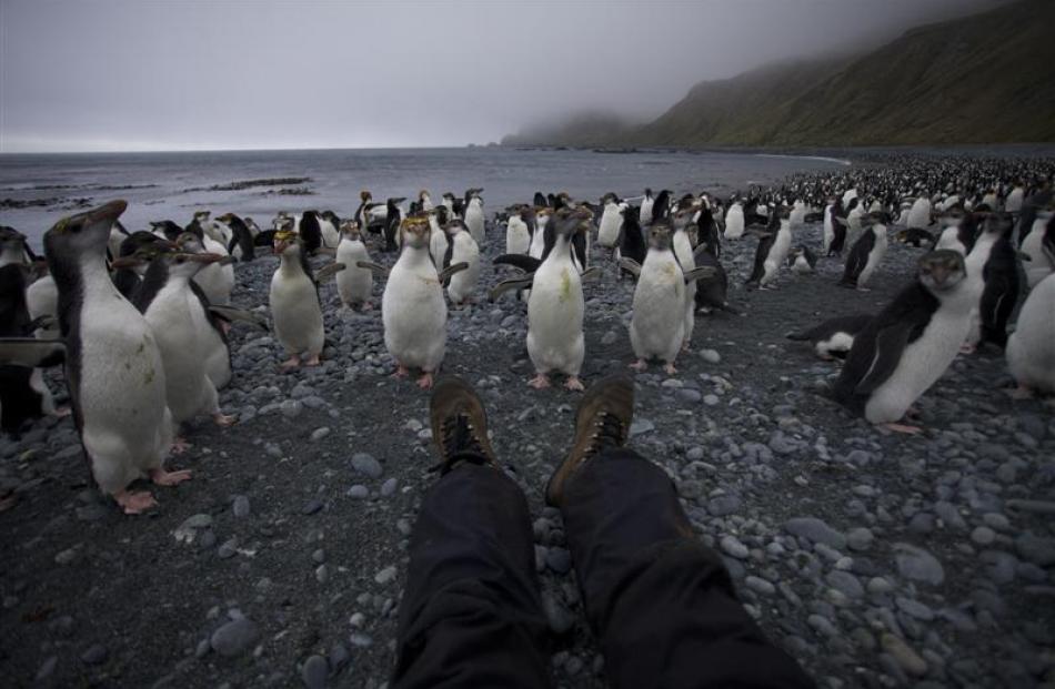 Claudia Babirat communes with the endemic Royal Penguins on her birthday at Sandy Bay.