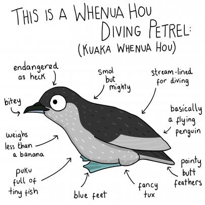 Drawings have  been created with both English and Maori text, to provide a summary of the...