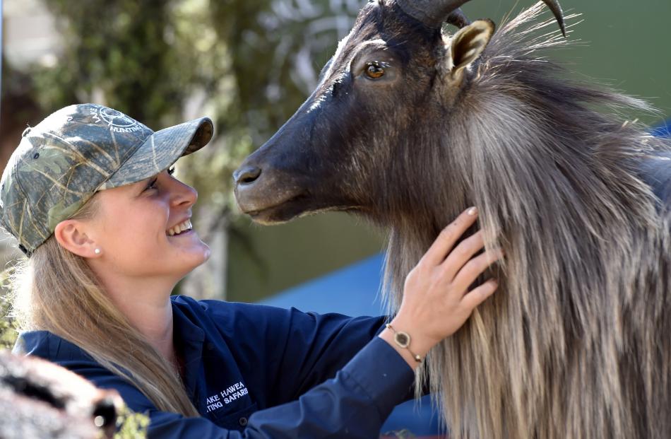 Sarah Schwandt (24), of Hawea, admires a taxidermised tahr bull at one of the hundreds of stalls.