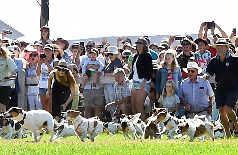 Dozens of Jack Russells begin their race to the finish line in the Wanaka A&P Show’s annual Jack...