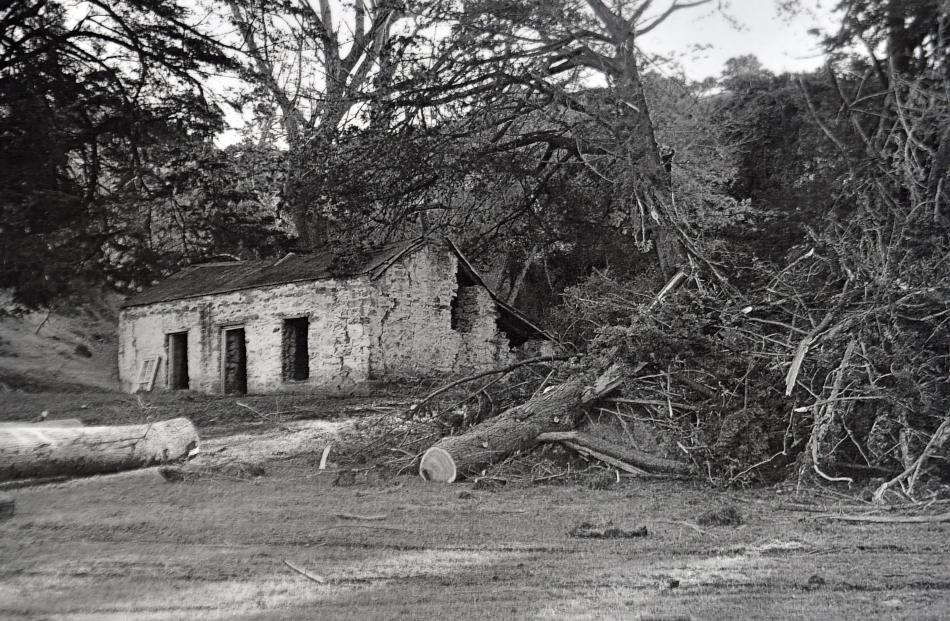 Seven macrocarpas were felled because they were leaning over towards the cottage, which was in...