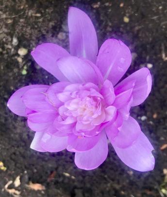 Waterlily is probably the most sought after autumn crocus (colchicum).