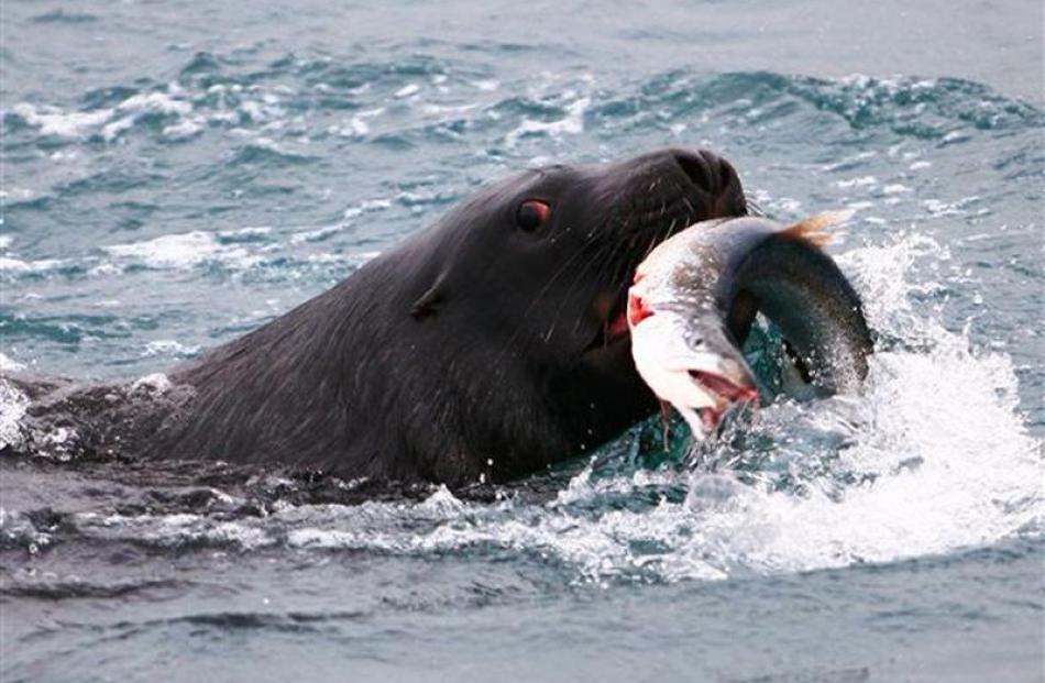 A sea lion catches a salmon in Otago Harbour. Photo by Monarch Wildlife Cruises.