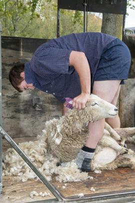 Josh Devane, a Lincoln University Diploma of Agriculture student, showcases his sheep shearing...