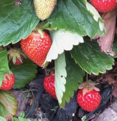Strawberries grow at the front of the main bed.