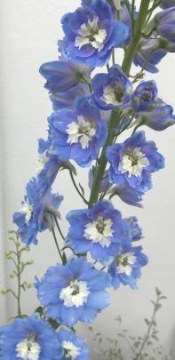 A delphinium adds height at the back of the garden.