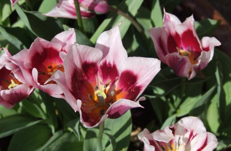 Hybrid tulip Lac van Rijn  has been grown in Holland since 1630.