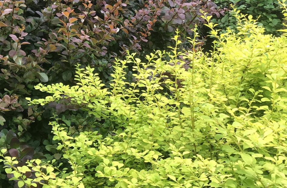 Berberis thunbergii Aurea (front) with a contrasting dark cultivar behind it. 