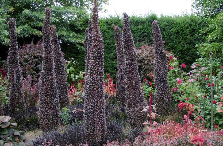 Winter stems of Helmond Pillar highlight the spikes.