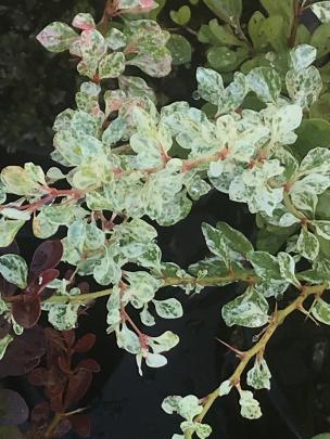 Silver Beauty is a mid-sized (1m) Berberis thunbergii cultivar.