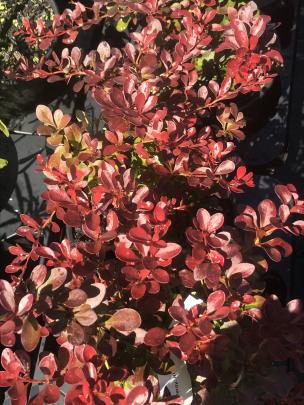 Little Favourite is a small (60cm) cultivar bred from purple Japanese barberry. PHOTOS: GILLIAN VINE