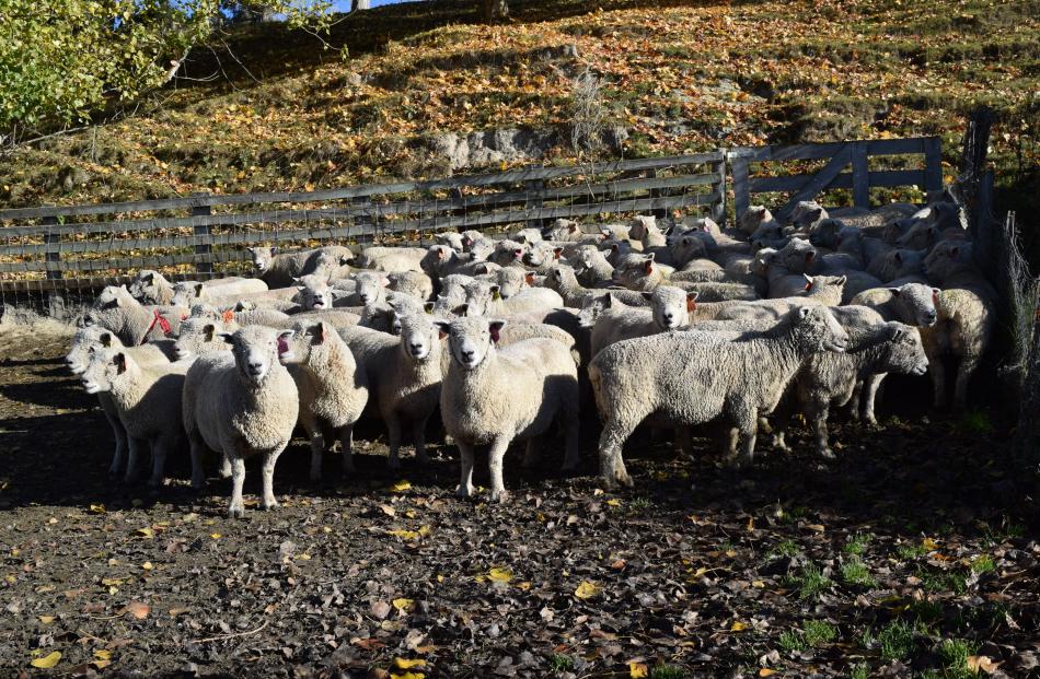 A flock of Southdown sheep at Riverside stud last week.