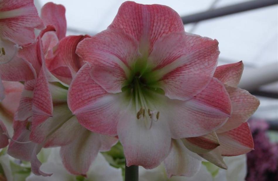 Hippeastrum Apple Blossom in one of the pavilions.