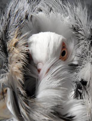 A Jacobin hen peers through its layers of feathers.