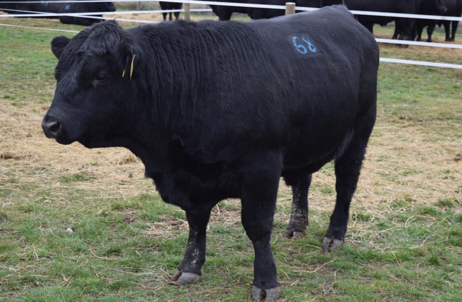Angus bull Earnscleugh Mackenzie got the top price of $16,000 for the breed at the sale.

