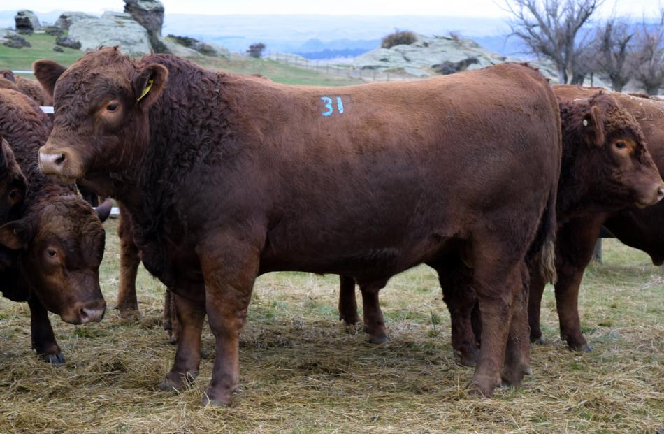Composite bull Earnscleugh 199147 got the top price of $12,500.