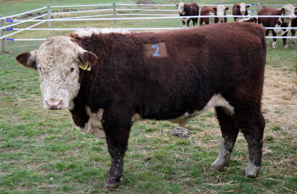 Hereford bull Earnscleugh Matty got the top price of $9000 for the breed at the sale.