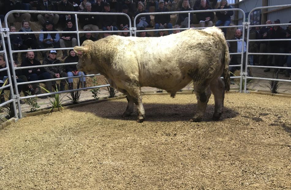 Lot 1, Hemingford Poundmaker P68, eyes up the crowd at the start of the Hemingford on-farm bull...