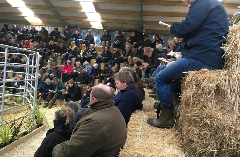 A strong gallery of buyers packed in for the Hemingford on-farm bull sale last week.

