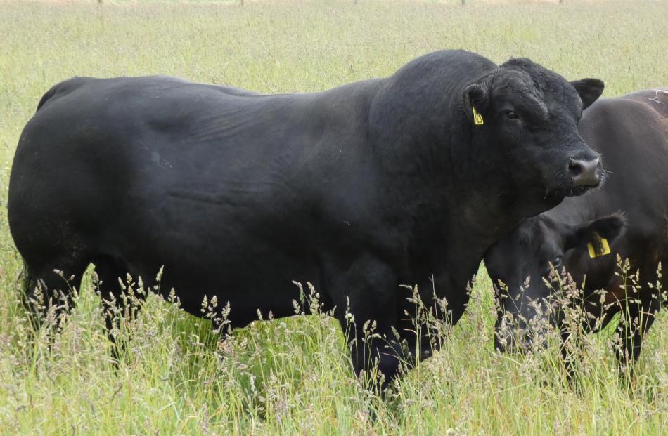 Rising two-year-old bull, Mt Possession Q53, has sold at an on-farm sale at Hakatere Station for ...