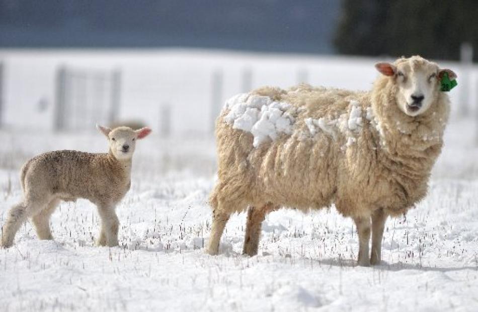 A lamb gets its first experience of snow in Brockville. Photo by Stephen Jaquiery