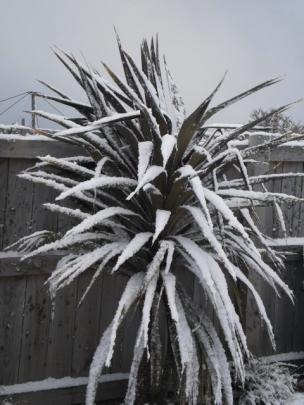 Saunders St in Brockville, Dunedin. Photo Phillippa Lloyd