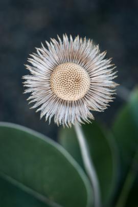Botanical — Adult winner: Marlborough Rock Daisy, by Gretta Wallace.

