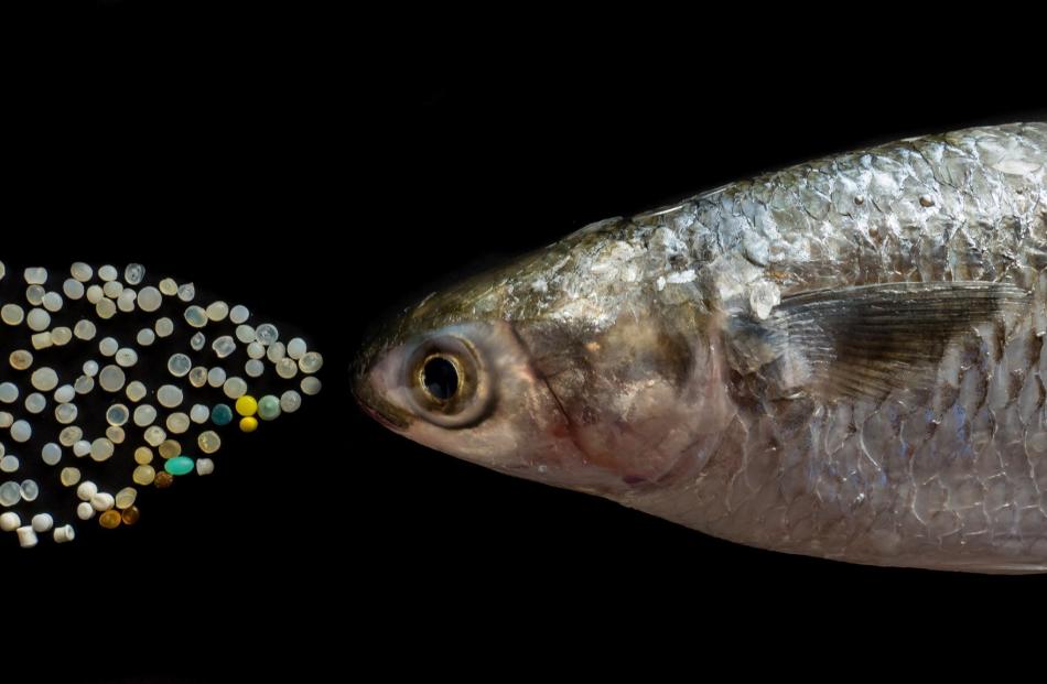 Impact — All Ages winner: Fresh Fish With a Side of Plastic, by Katja Riedel.