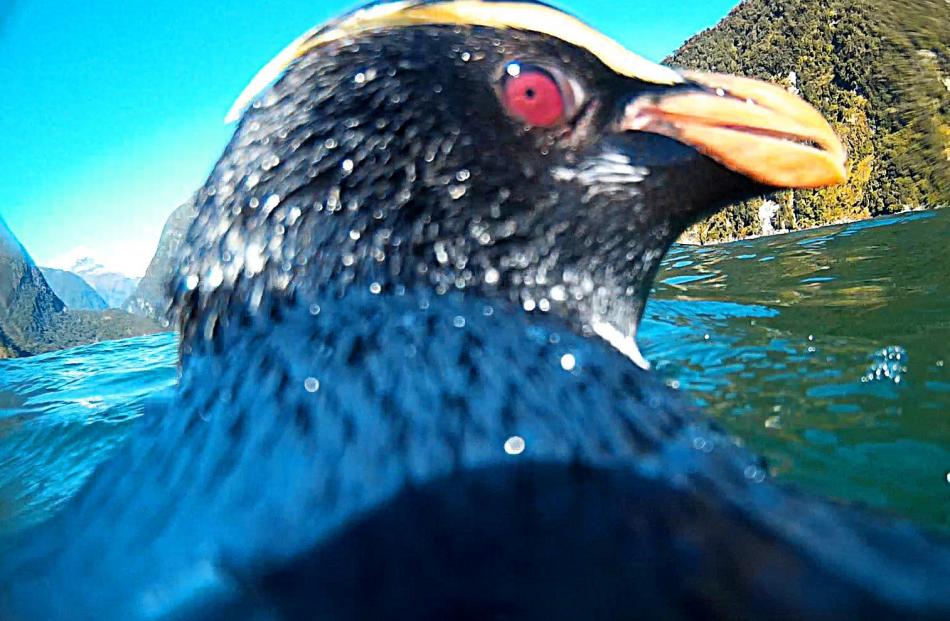 A tawaki equipped with an underwater camera mounted on its back captures a selfie in Milford...